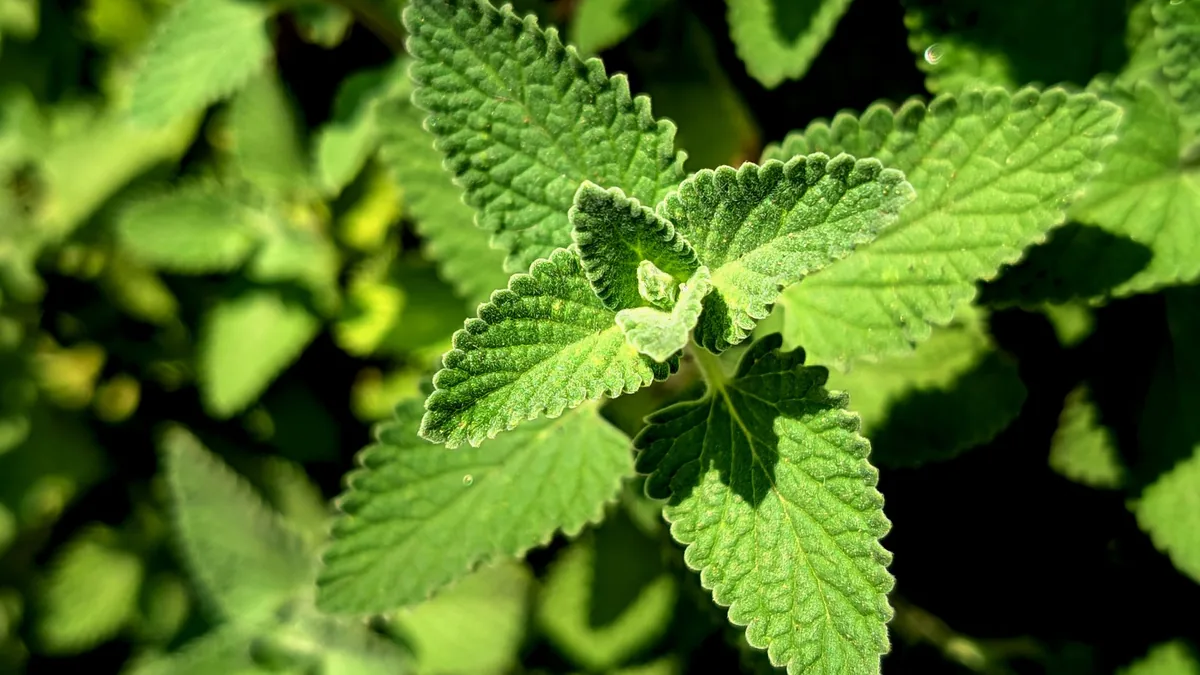 Vibrant green catnip leaves in sunlight, showcasing detailed textures and patterns.