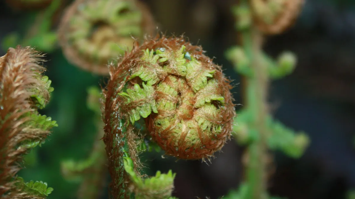 Macro shot of furled fern fronds showcasing natural beauty.